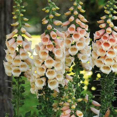 Support stakes for taller Foxglove Apricot Beauty varieties